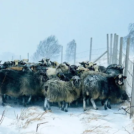 6 Person In Alsvag Gisloy